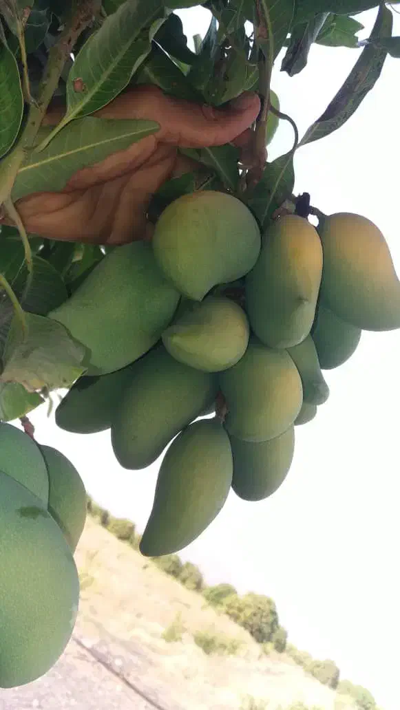 نهال انبه پیوندی رودان برنطین|گل و گیاه طبیعی|رودان, |دیوار