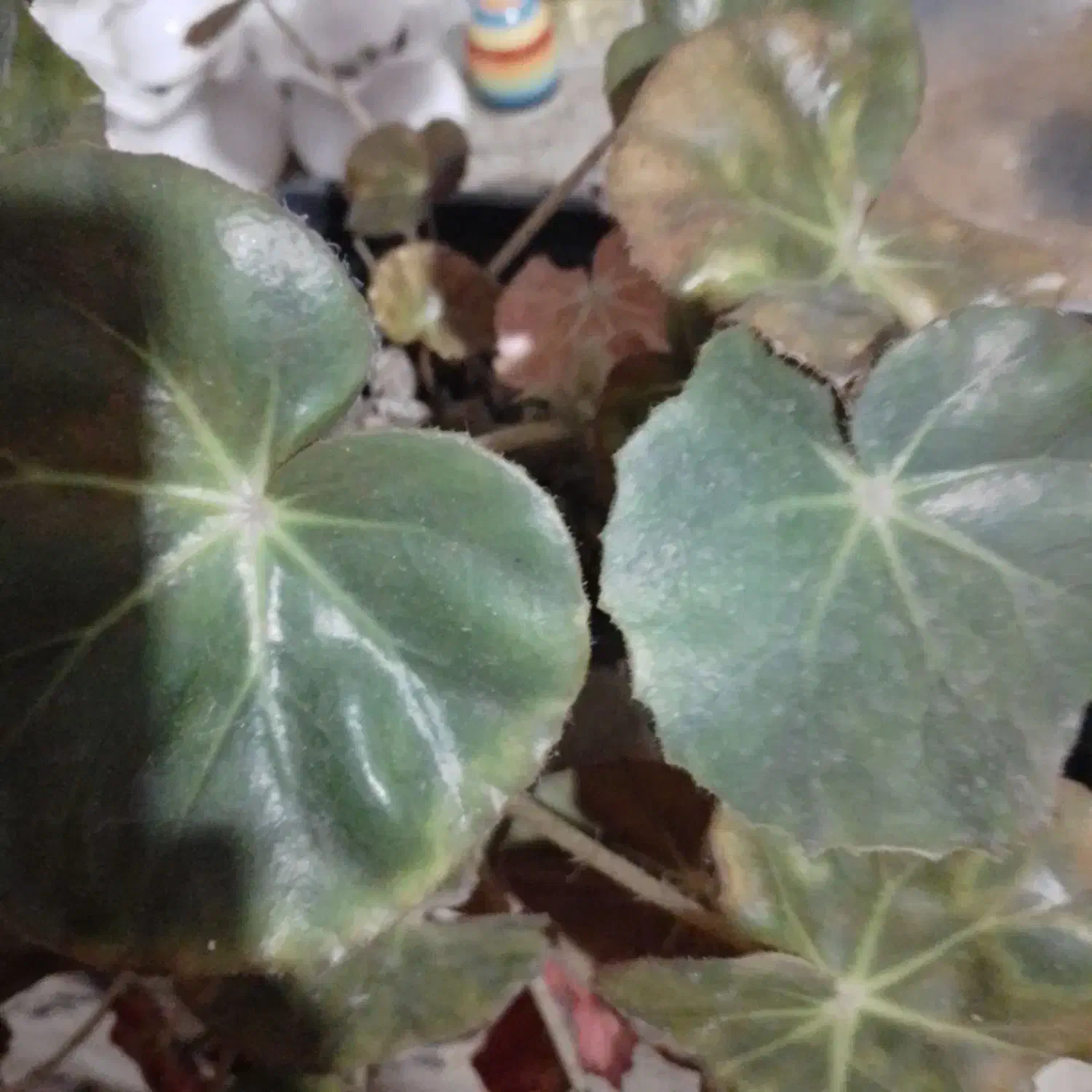 گل سانسوریای پوست ماری|گل و گیاه طبیعی|لنگرود, |دیوار