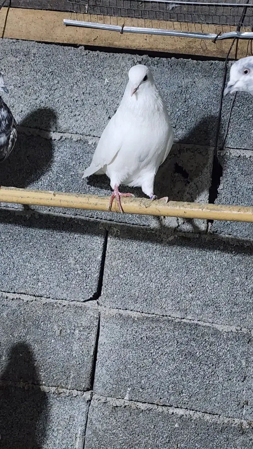 کبوتر نر پروازی|پرنده|املش, |دیوار