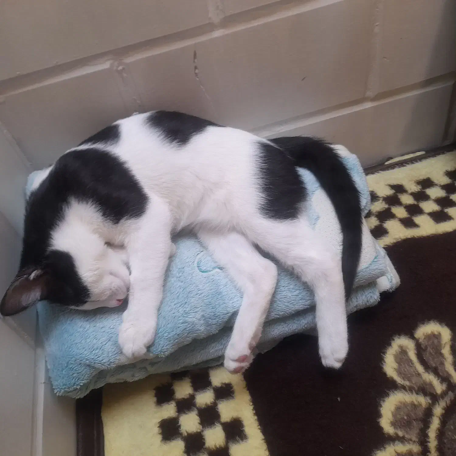 گربه dsh|گربه|همدان, |دیوار