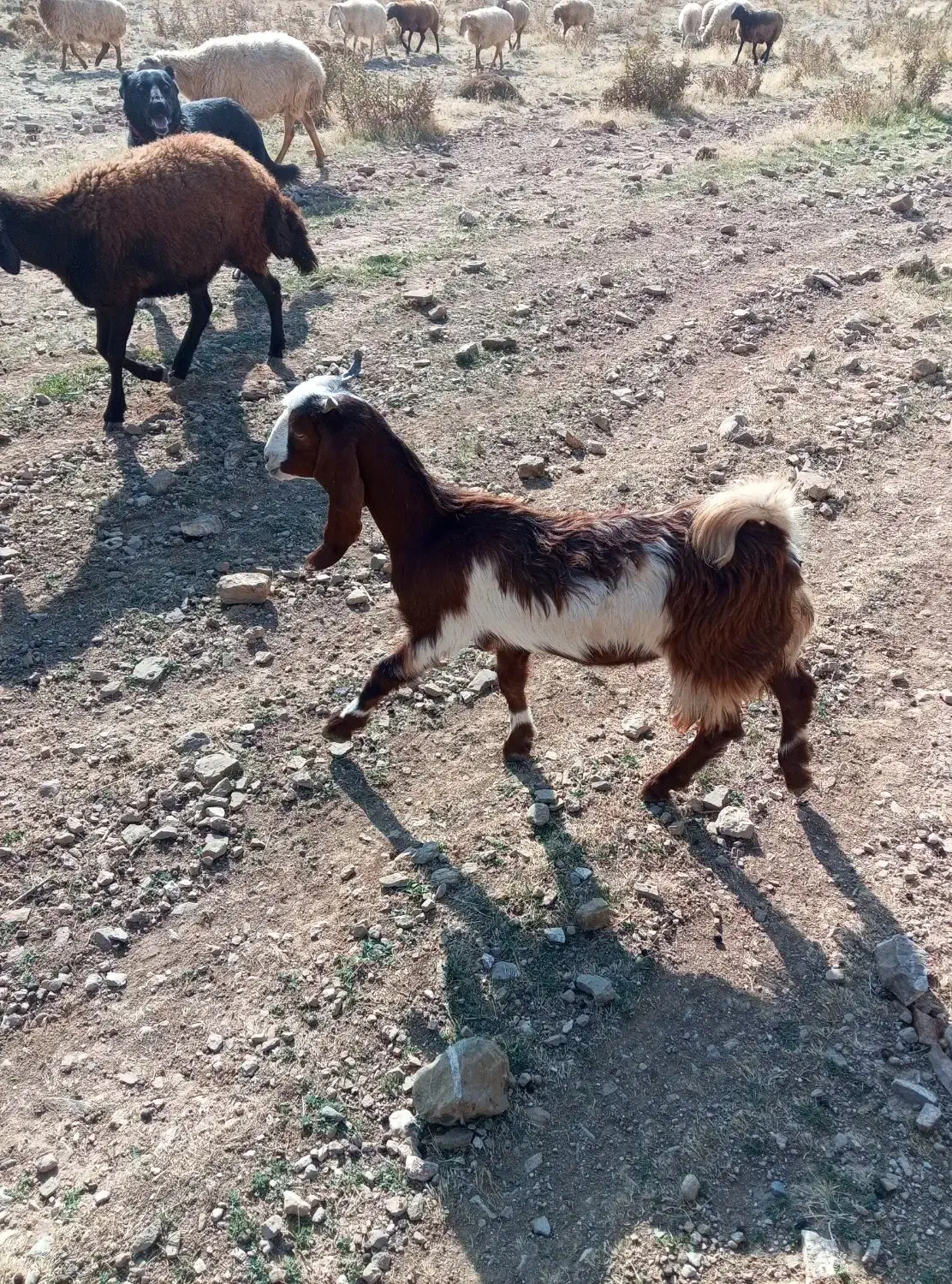 بزغاله عراقی اصل|حیوانات مزرعه|خواجه, |دیوار