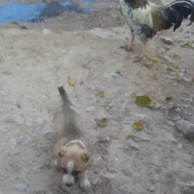 توله سگ|سگ|گرمخان, |دیوار