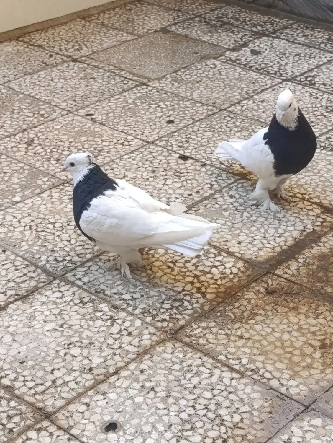 طوقی|پرنده|قم, باغ کرباسی|دیوار