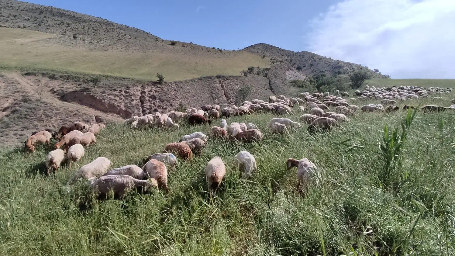 میش داشتی|حیوانات مزرعه|گرمخان, |دیوار