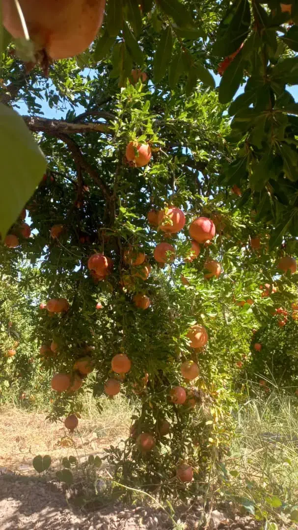 آب انار طبیعی ساوه|خوردنی و آشامیدنی|ساوه, |دیوار