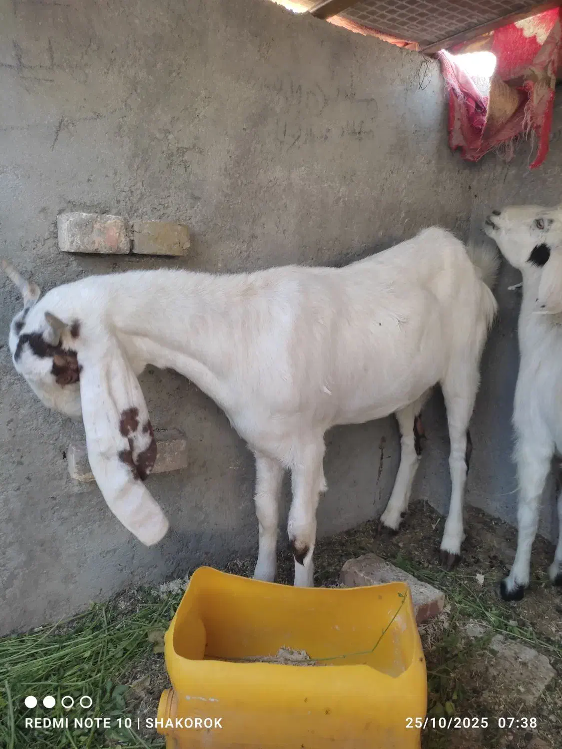 گتاچ کاموری نسل بالا|حیوانات مزرعه|سراوان, |دیوار