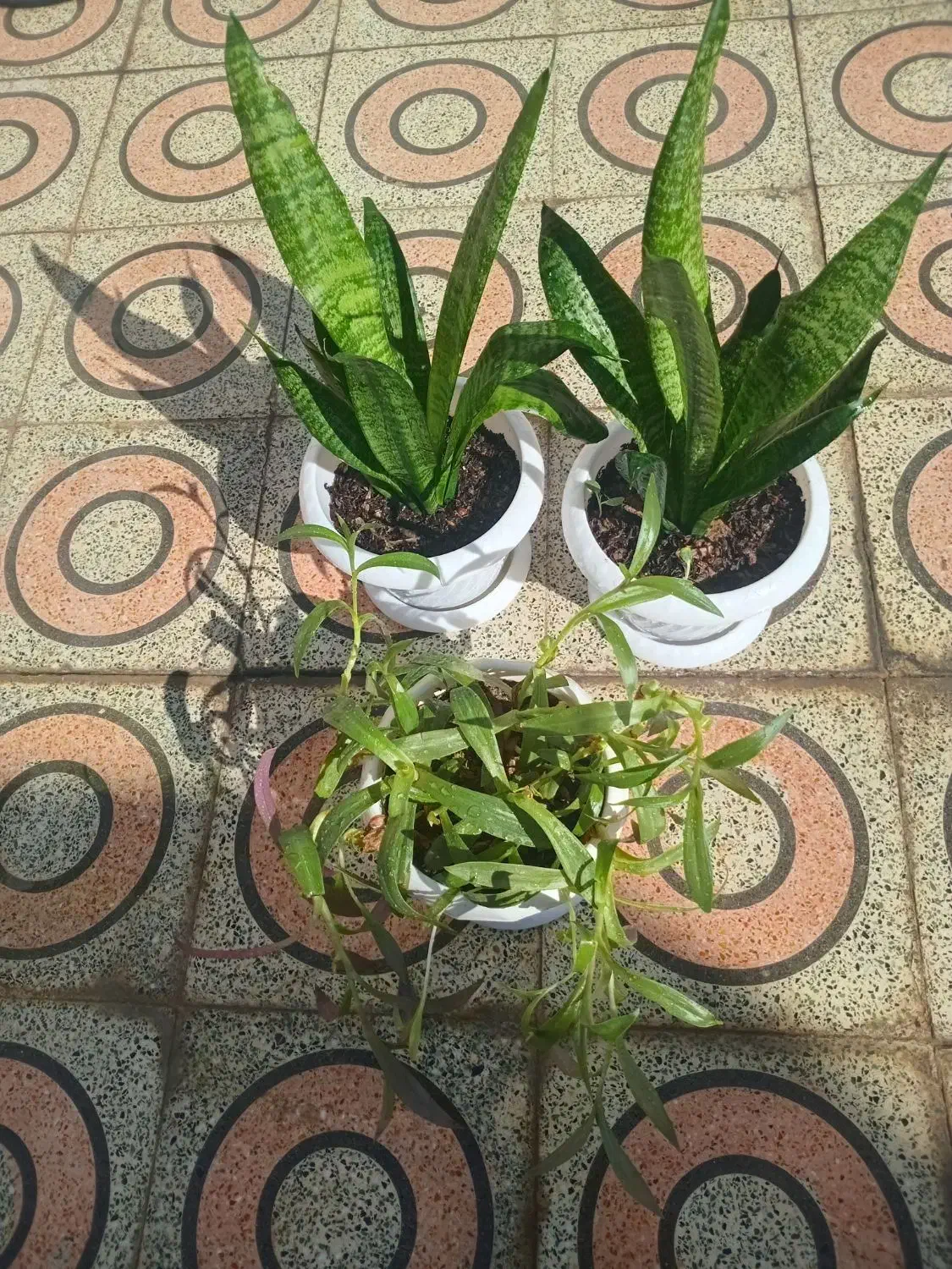 گلهای طبیعی|گل و گیاه طبیعی|دهلران, |دیوار