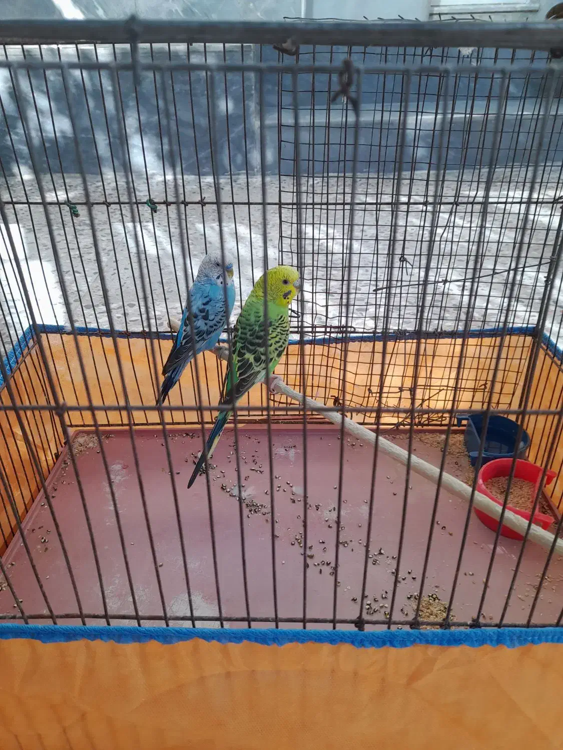 یک جفت مرغ عشق|پرنده|شیراز, تندگویان|دیوار