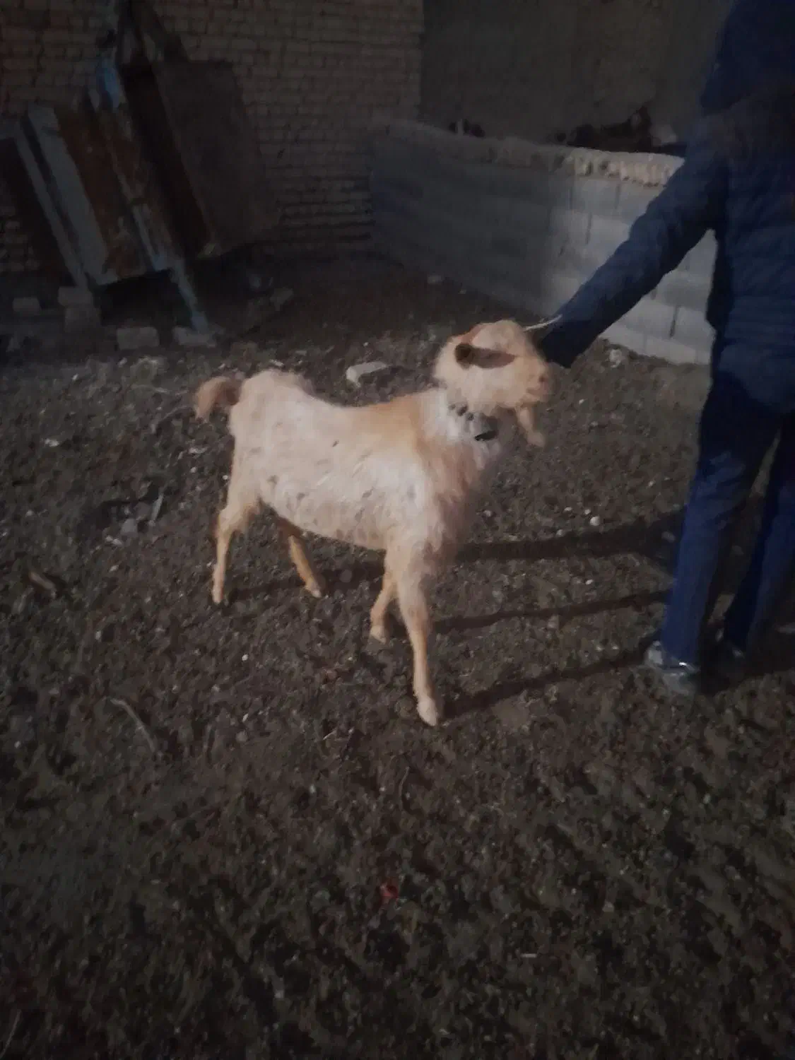 نربز سانن|حیوانات مزرعه|فریمان, |دیوار