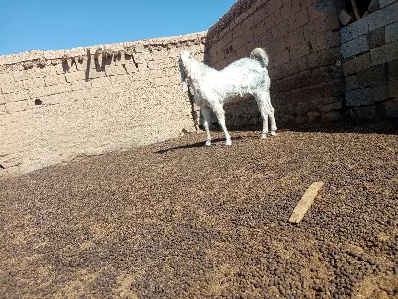 نربز چبش پازن|حیوانات مزرعه|بختگان, |دیوار