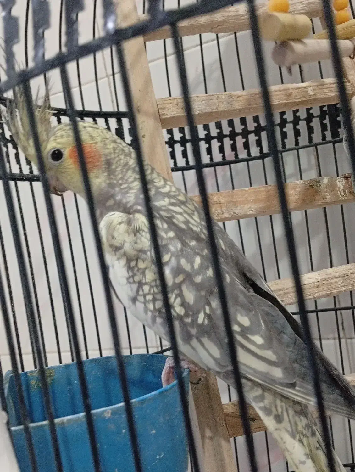 عروس هلندی|پرنده|بیرجند, |دیوار