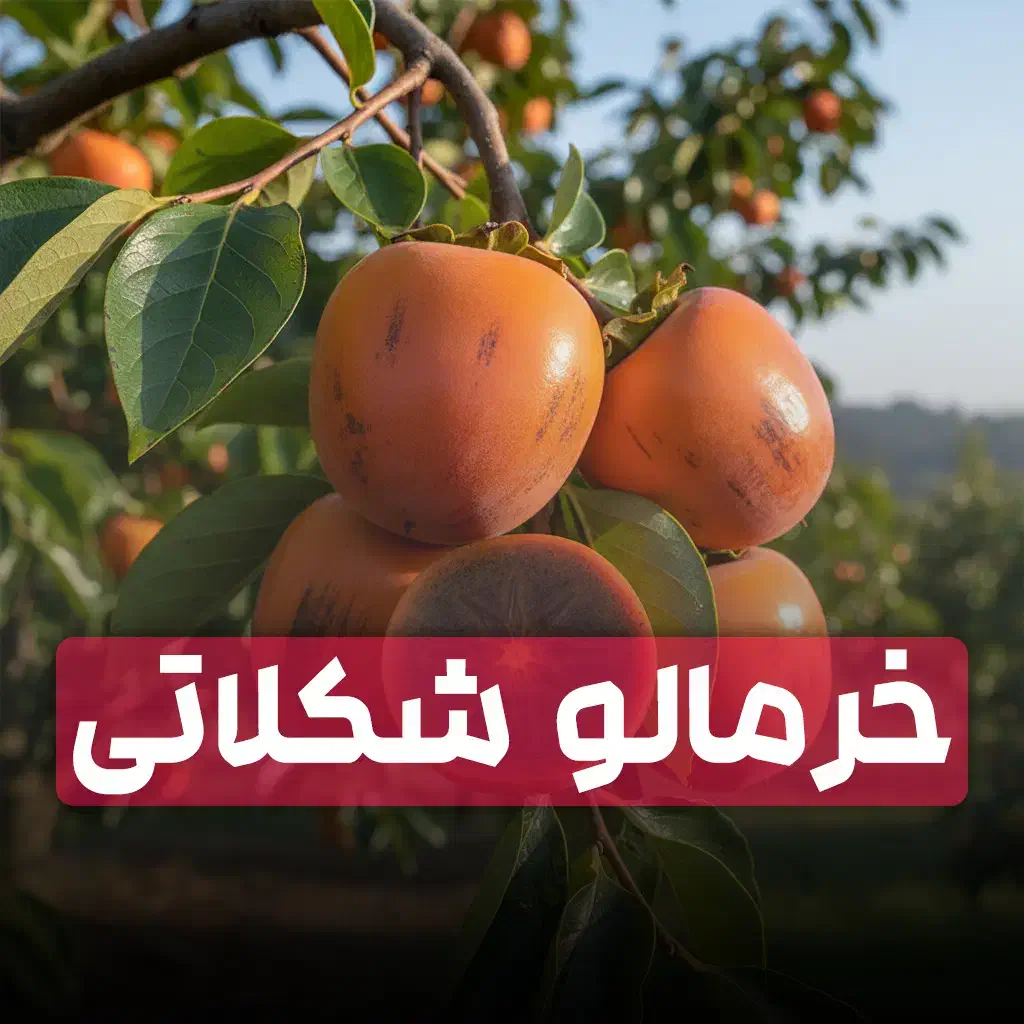 خرید نهال گیلاس و آلبالو اصلاح‌شده و پربار|خدمات باغبانی و درختکاری|سرپل ذهاب, |دیوار