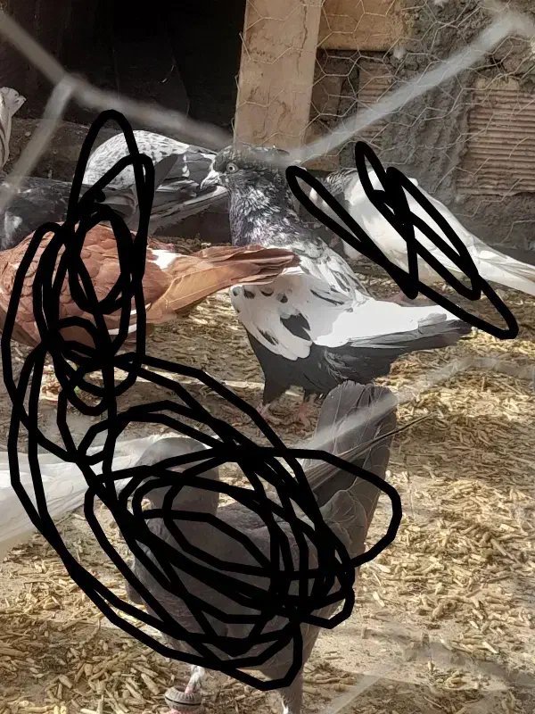 سینه سیاه نر|پرنده|جوین, |دیوار