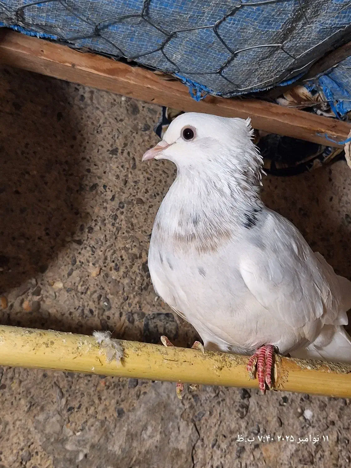 2عدد کبوتر تضمینی نر و ماده|پرنده|خان ببین, |دیوار