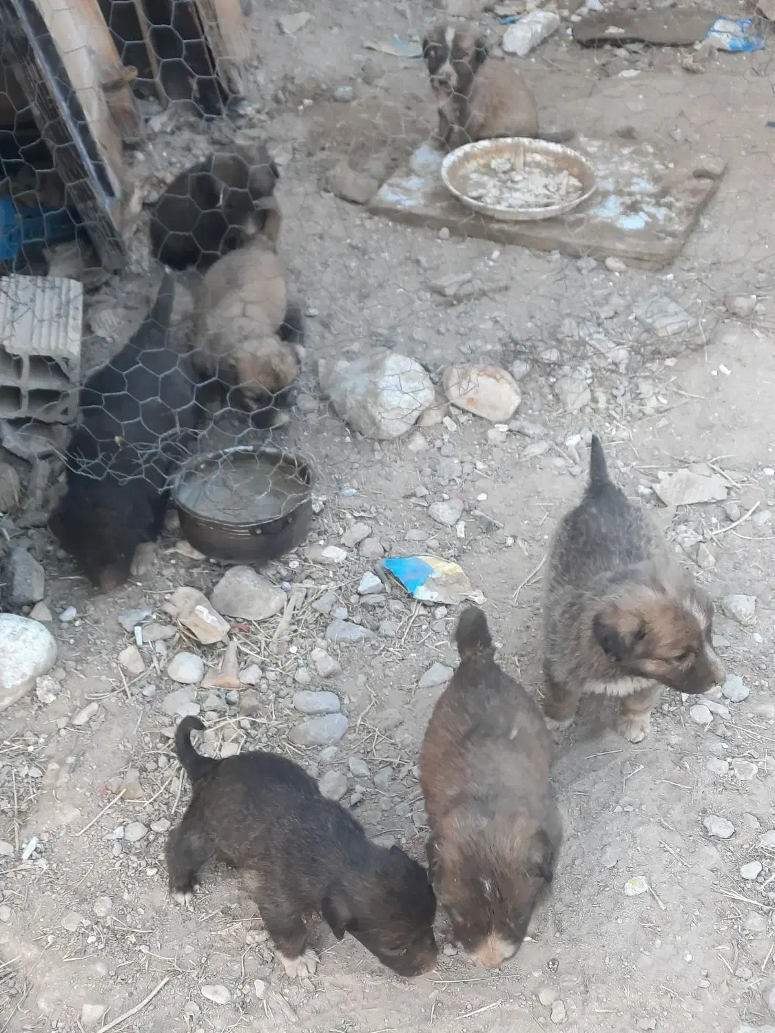 واگذاری|سگ|آشخانه, |دیوار