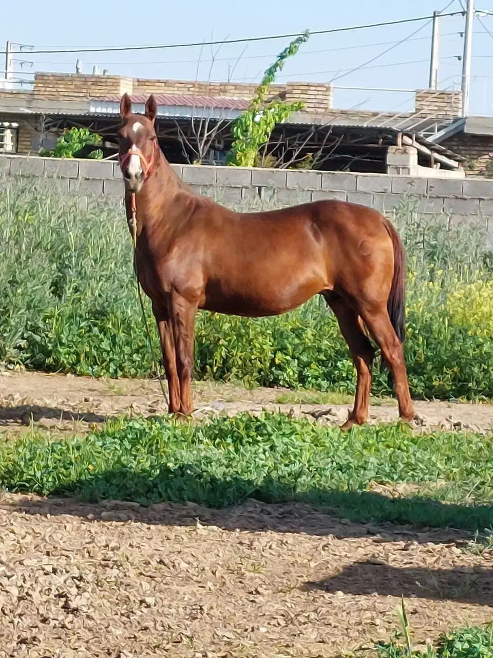 اسب ترکمن|اسب و تجهیزات اسبسواری|گنبد کاووس, |دیوار