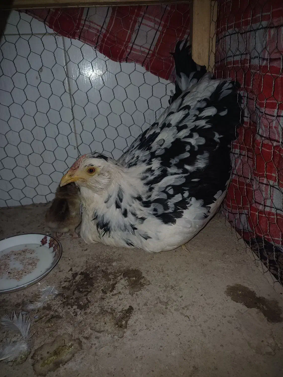 مرغ کورچ به همراه جوجه|حیوانات مزرعه|یزد, |دیوار