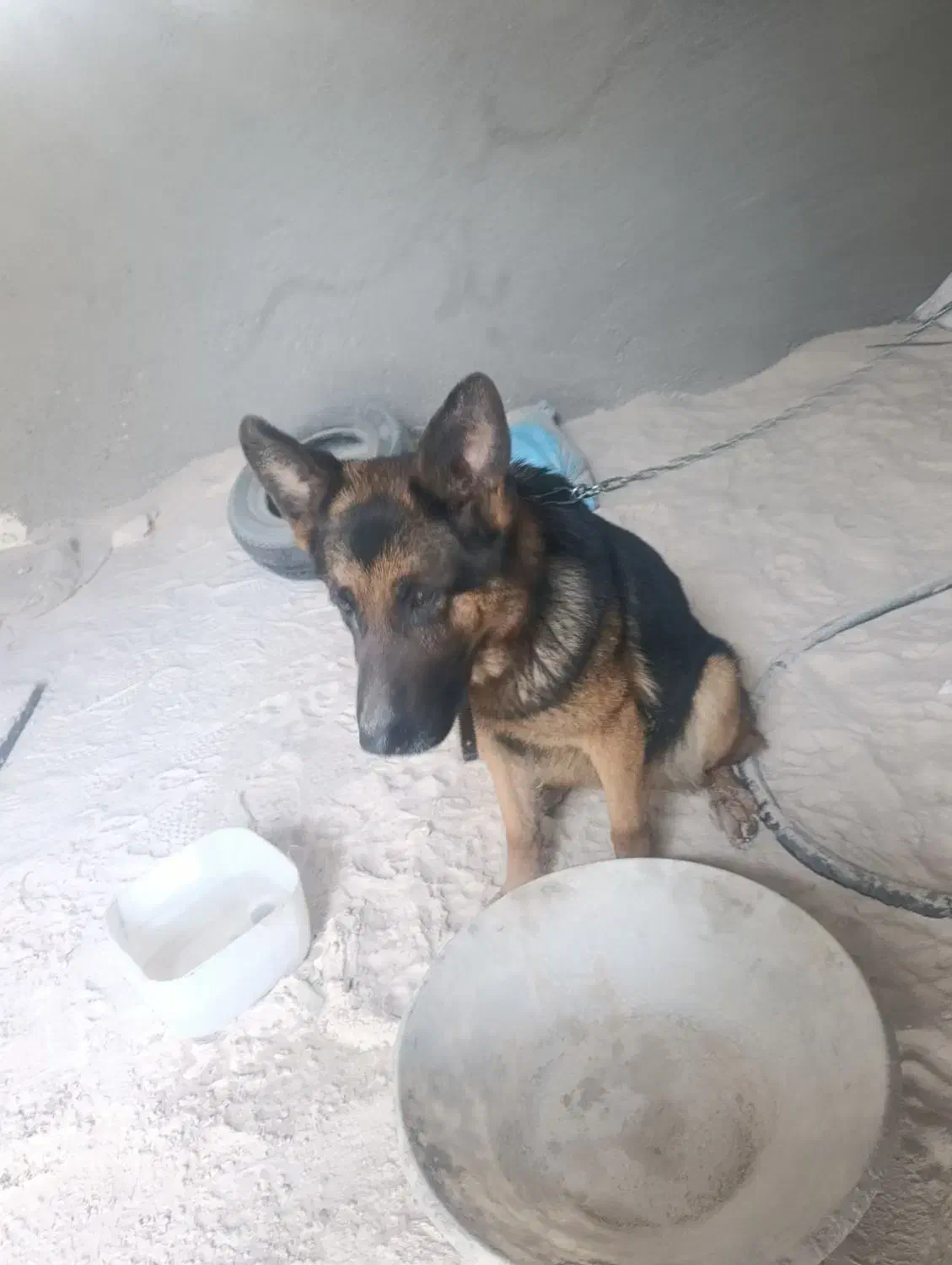 سگ ژرمن پیدا شده|حیوانات|سهند, |دیوار