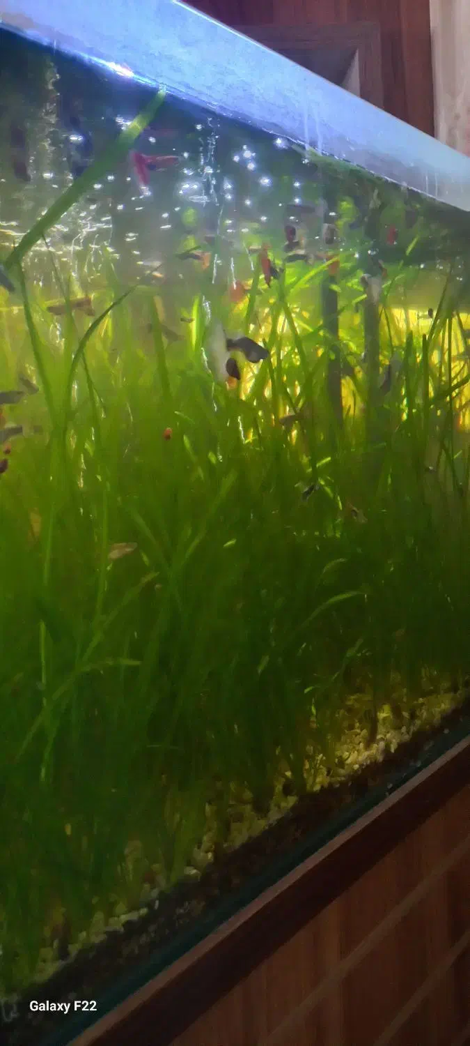 گیاه گندمی آکواریوم|ماهی|تربت جام, فاز ۳ فرهنگیان|دیوار