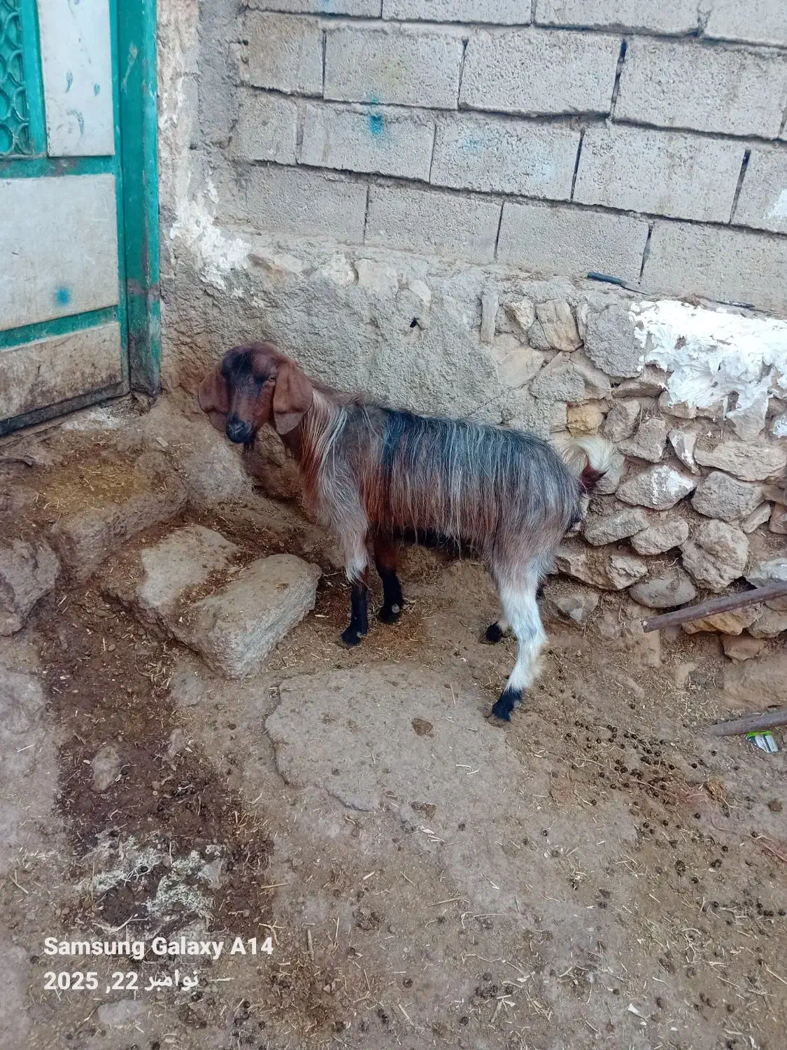 ۱عددبز جوان کویر گوشتی برای قربانی وزن ۳۵کیلو|حیوانات مزرعه|اردبیل, |دیوار