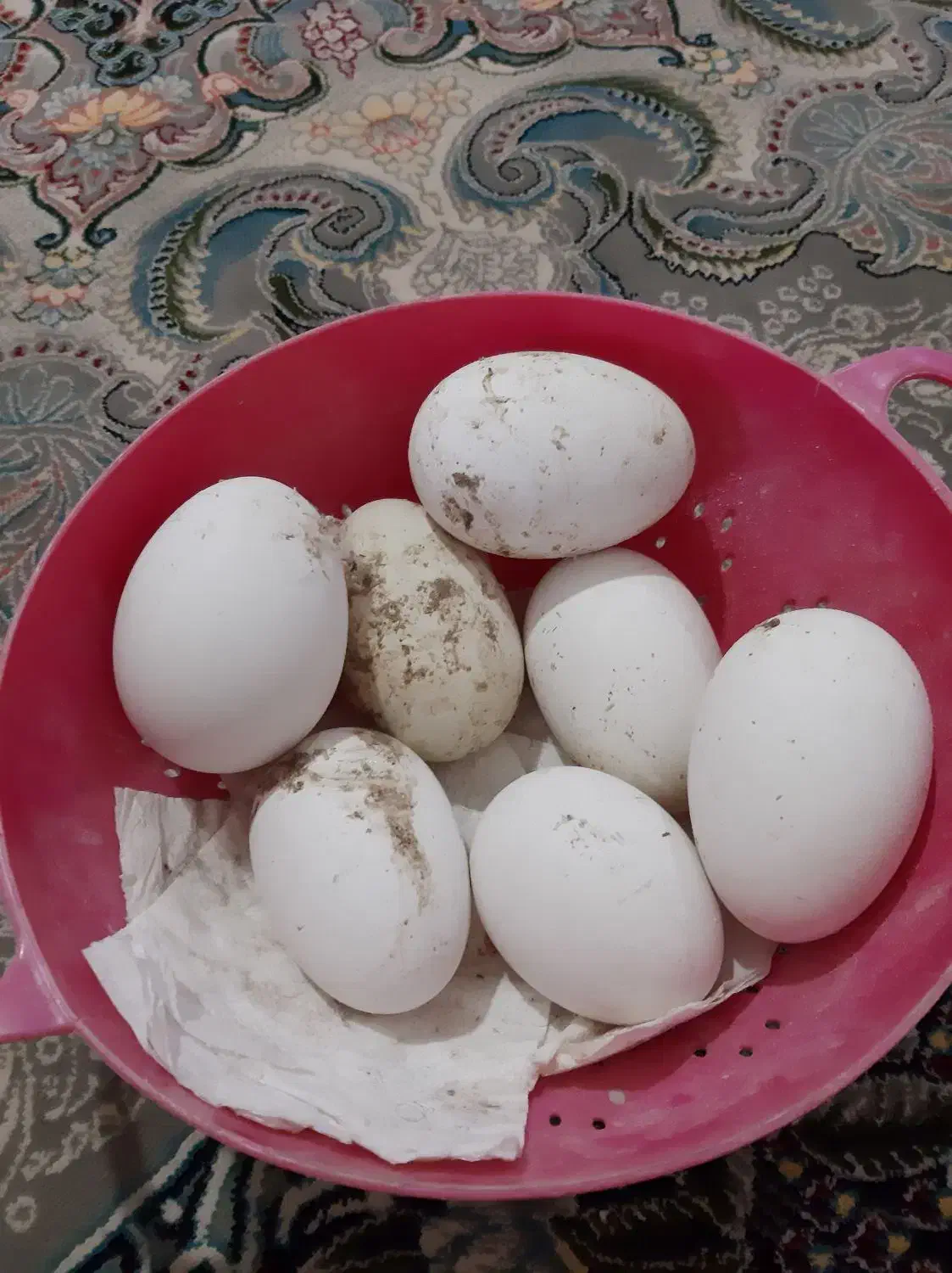 تخم قو غاز گردن ماری|حیوانات مزرعه|زابل, |دیوار