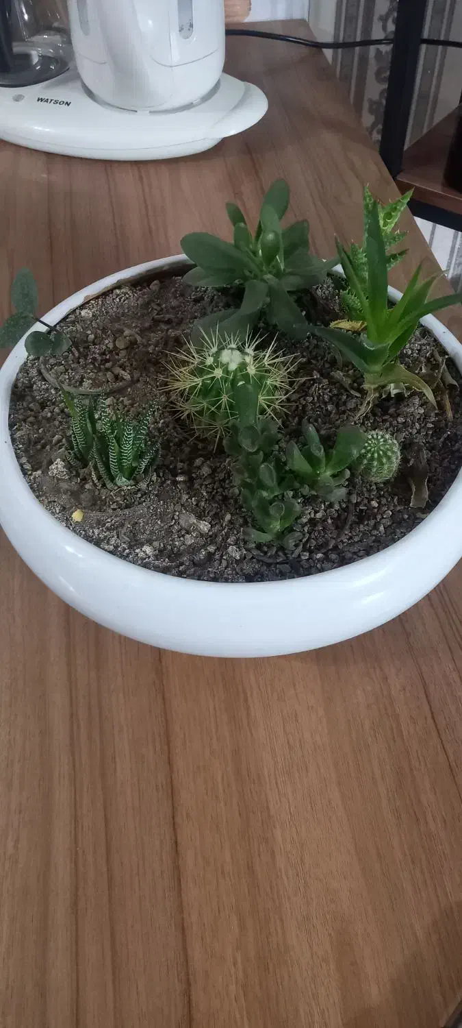 گلدان رومیزی دو عدد|گل و گیاه طبیعی|مشهد, شهرک امام هادی (شهرک غرب)|دیوار