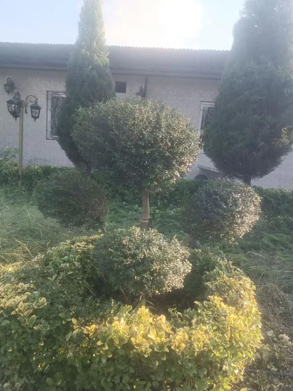 هرس و خدمات باغبانی|خدمات باغبانی و درختکاری|رشت, حومه رشت|دیوار