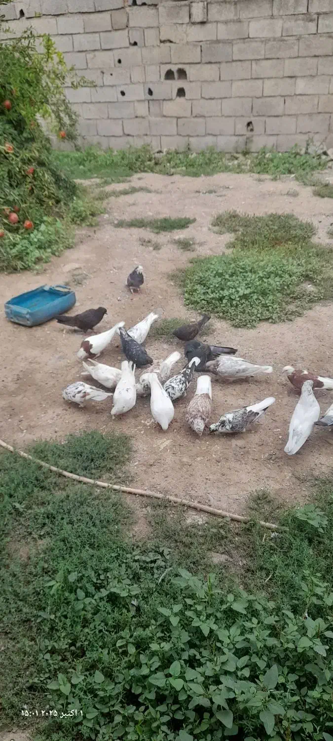 فروش کبوتر|پرنده|فاضل آباد, |دیوار