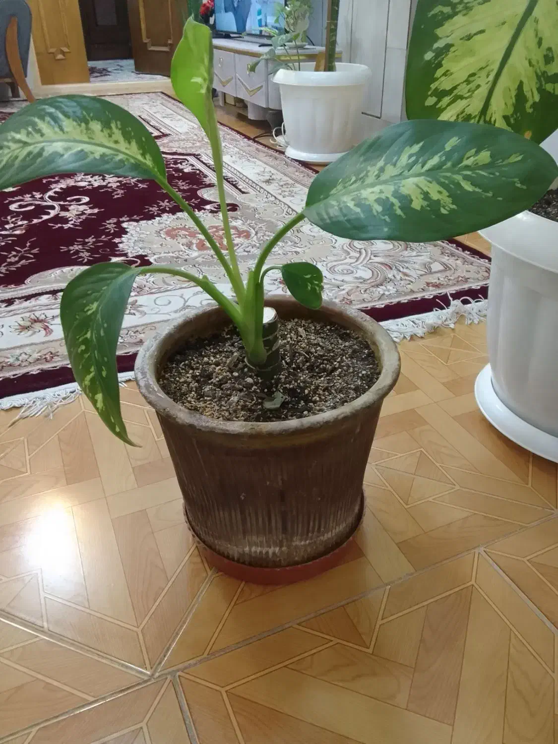 گل دیفن باخیا|گل و گیاه طبیعی|شهرضا, |دیوار