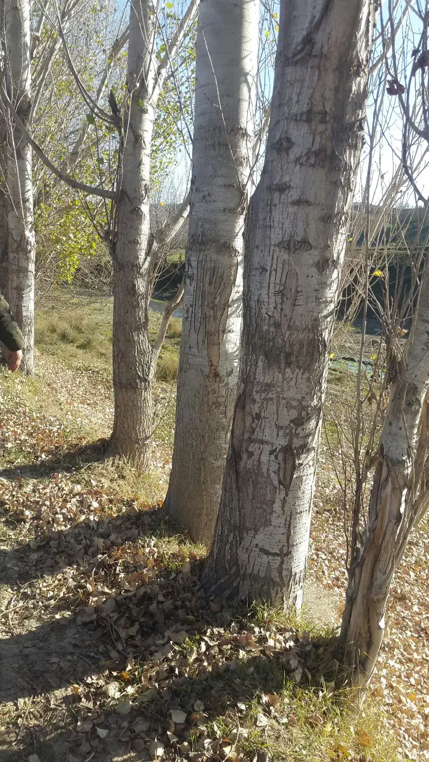 فروش صنوبر ۱۰تن به سفارش مشتری برش میزنیم|خدمات باغبانی و درختکاری|تهران, قصر فیروزه ۱|دیوار