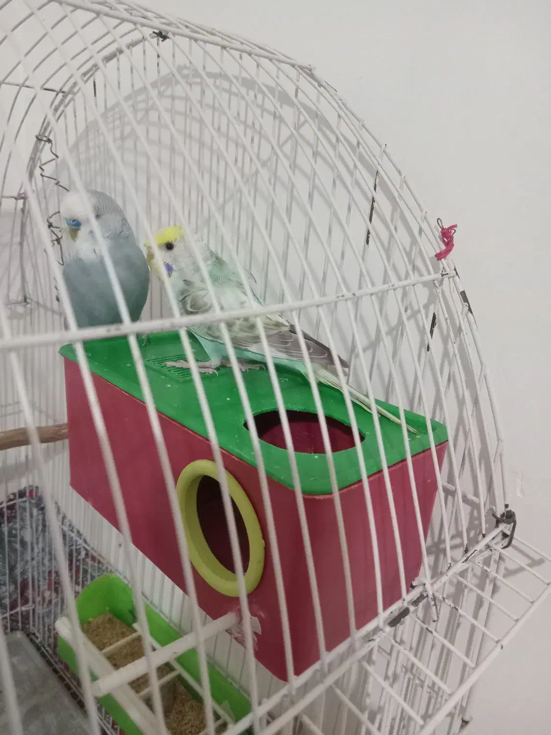 جفت مرغ عشق هلندی و پروانه ای دوگل|پرنده|خوی, |دیوار