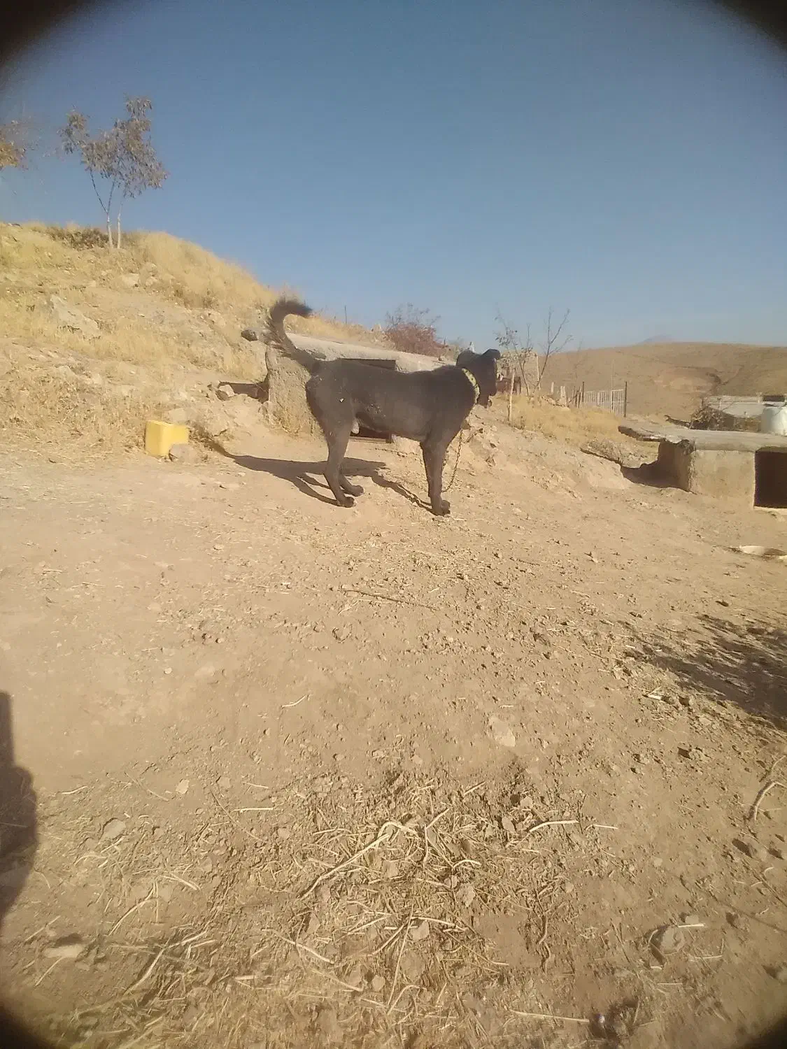 یک سگ خوب و باهوش برای نگهبانی|سگ|سلطانیه, |دیوار