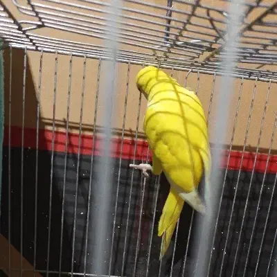 راهب،گرینچک،عروس هلندی،همگی جفت و مولد|پرنده|فسا, |دیوار