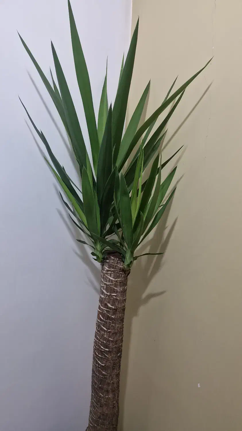 گیاه یوکا|گل و گیاه طبیعی|شیراز, محمودیه|دیوار