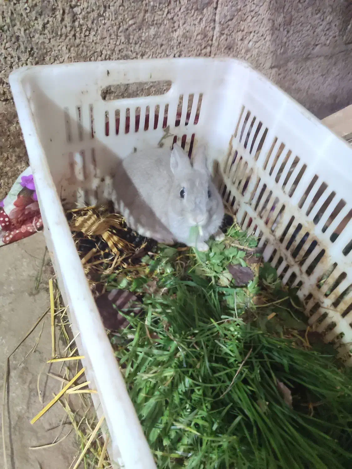 خرگوش|موش و خرگوش|فومن, |دیوار