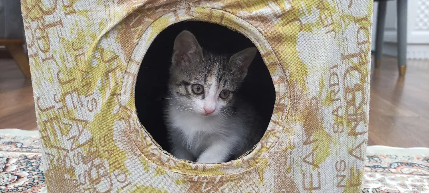 گربه گمشده|گربه|الوند, |دیوار