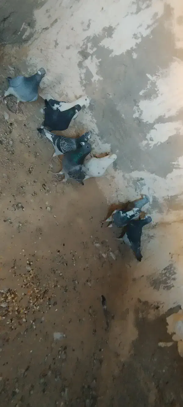 10نر جنگنده آلمانی شهرستان|پرنده|خاش, |دیوار