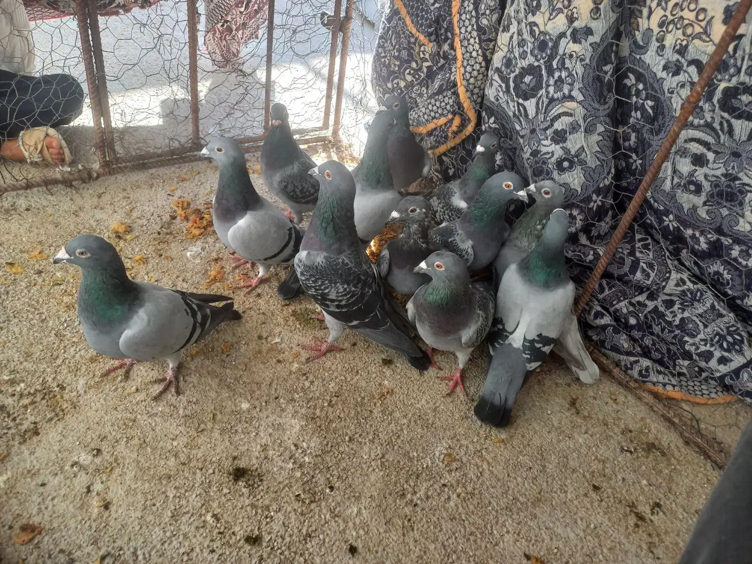 کبوتر کفتر سبز و کوهی و خطی|پرنده|کوه چنار, |دیوار