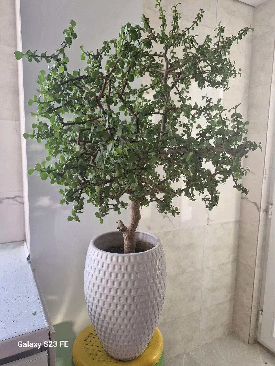 گل کروسولا ۱۲ ساله|گل و گیاه طبیعی|تهران, تهرانپارس غربی|دیوار