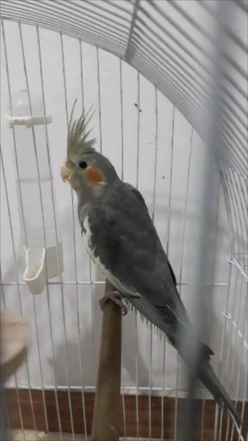 عروس هلندی ماده|پرنده|رشت, حمیدیان|دیوار