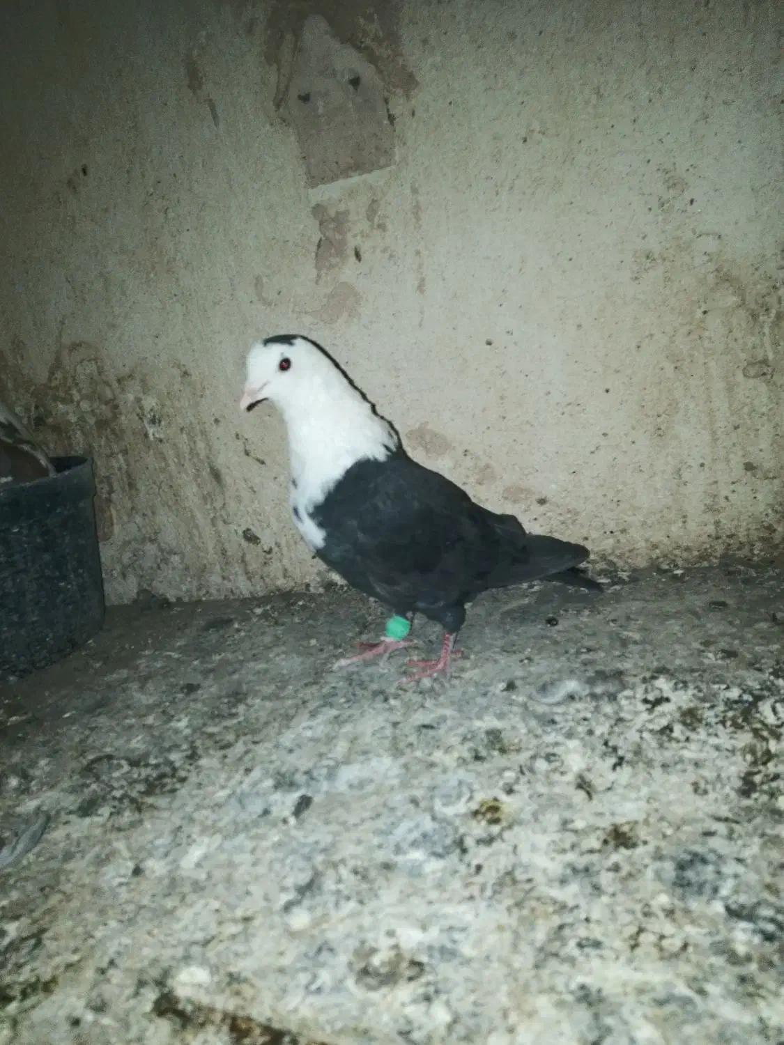 کله سفید نر پرشی|پرنده|سبزوار, جهاد کشاورزی|دیوار