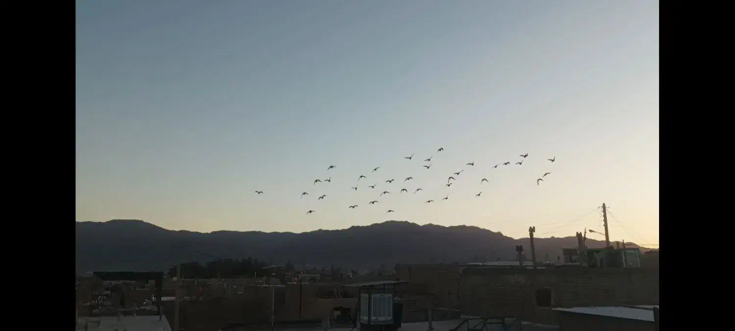 350،000|پرنده|بیرجند, |دیوار