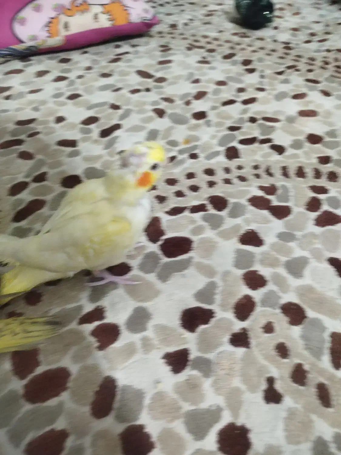 عروس هلندی|پرنده|رباط‌کریم, مسکن مهر آبشناسان|دیوار