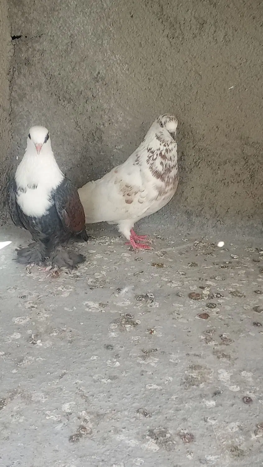 کبوتر|پرنده|گرگان, |دیوار
