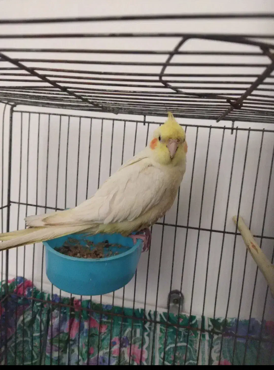 عروس هلندی|پرنده|خرمدره, |دیوار