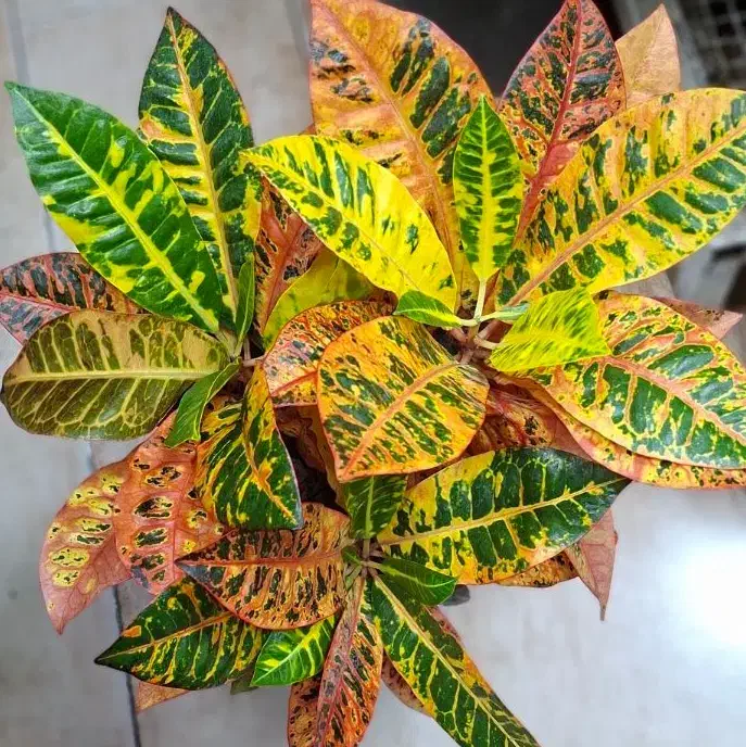 انواع گلهای آپارتمانی|گل و گیاه طبیعی|رشت, فلسطین|دیوار