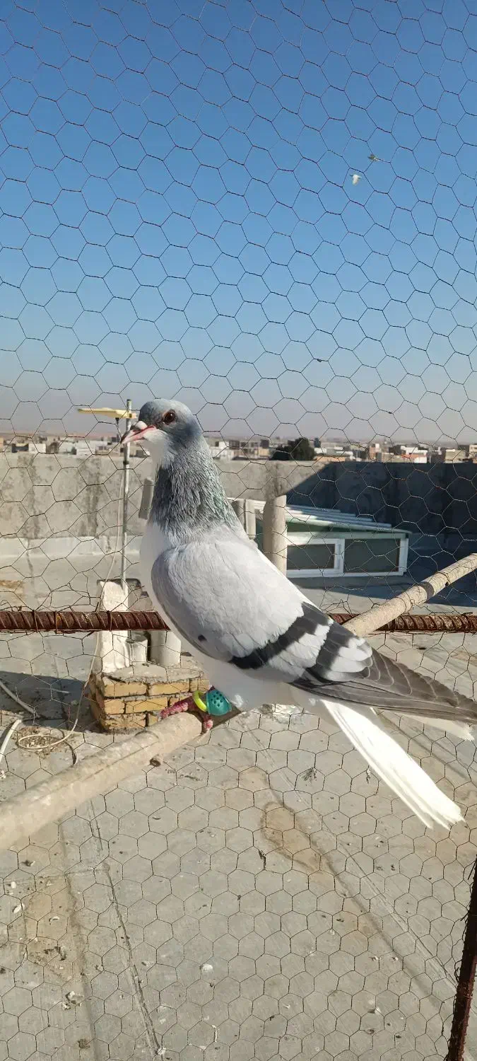 کبوتر|پرنده|بوئین زهرا, |دیوار