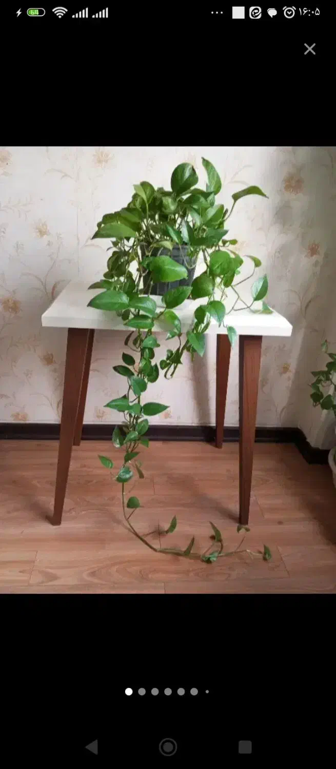 گل پتوس آپارتمانی|گل و گیاه طبیعی|قم, سالاریه|دیوار