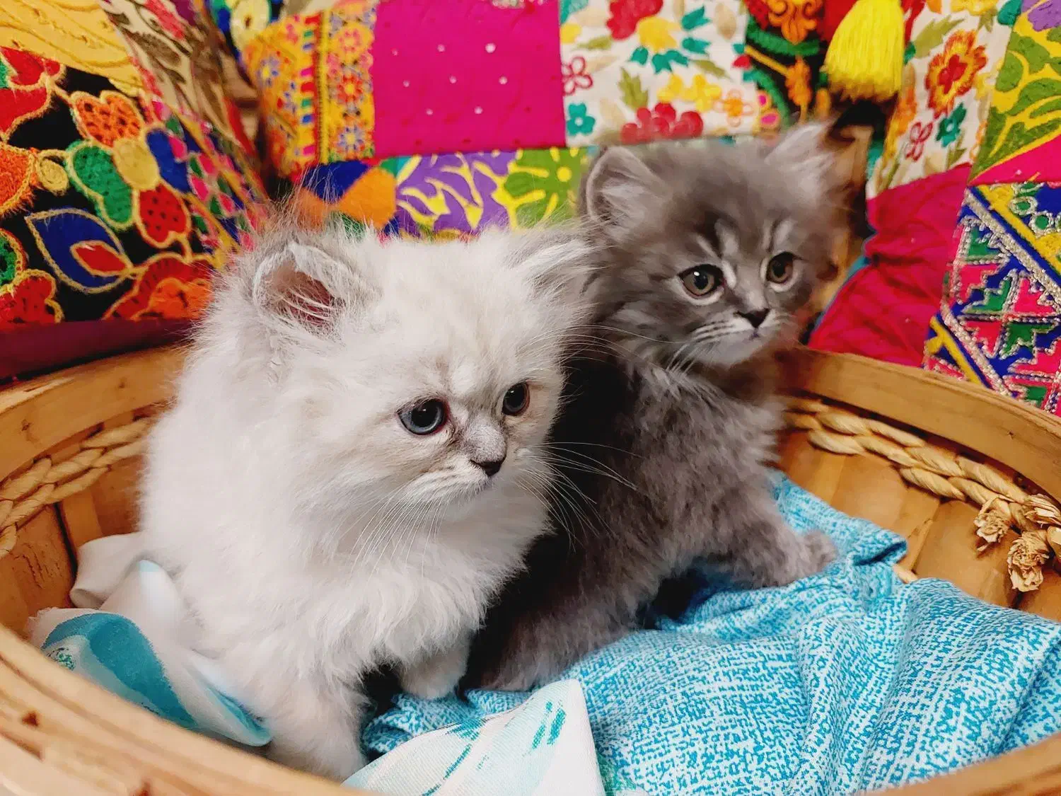 بچه گربه پرشین خانگی|گربه|کرج, بنیاد|دیوار