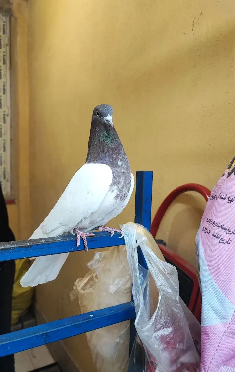 کبوتر نر اماده|پرنده|سهند, |دیوار